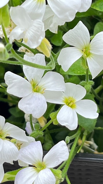 Flor Branca, Floração, Jardim, Natureza
