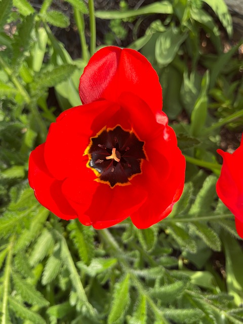 Flor, Cor Vermelha, Primavera