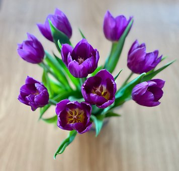 Túlipas, Roxo, Primavera, Buquê, Flores
