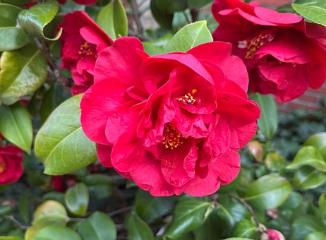 Camélia, Flor, Vermelho, Folhas, Jardim