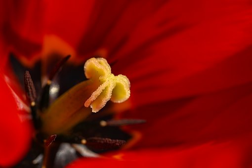 Tulpe, Rot, Nah, Stempel