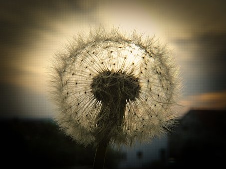Mælkebøtte, Natur, Blomst, Blomstring