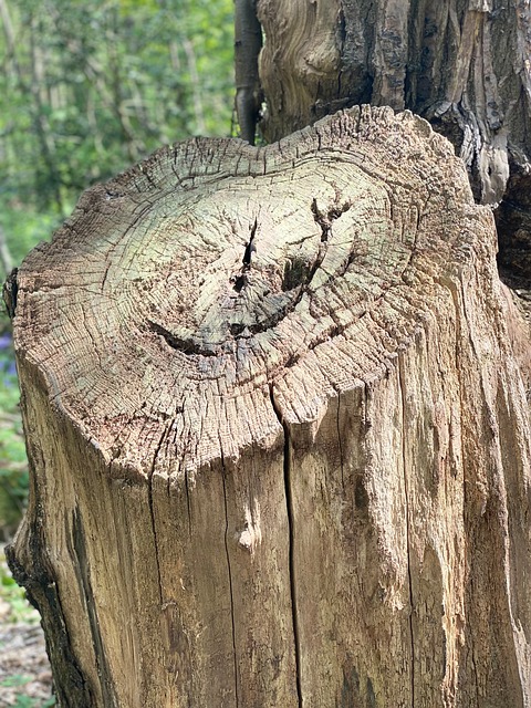 Free Tree Nature photo and picture