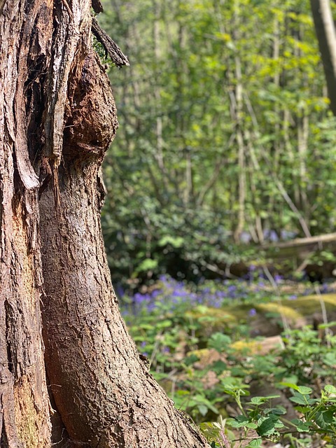 Free Tree Forest photo and picture