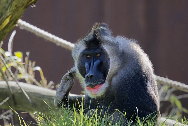 Abe, Dril, Zoo, Pattedyr, Natur