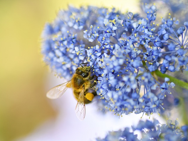 Bi, Bestøvning, Smukke Blomster