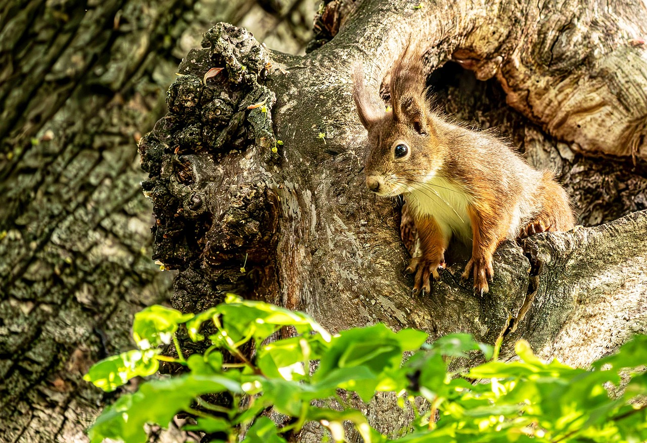 Tree Squali Squirrel Tree Leaves - Free photo on Pixabay