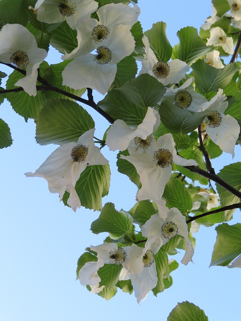 Lommetørklæde Træ, Hvide Blomster