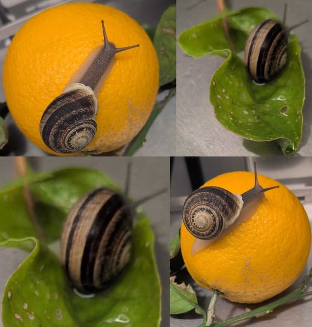 Free Nature Snail photo and picture