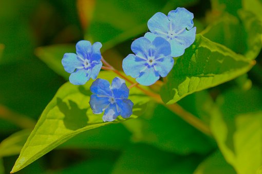 Have, Natur, Afslapning, Makro, Plante