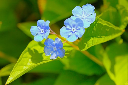 Blå Blomst, Grønne Blade