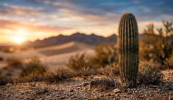 Free Desert Cactus photo and picture