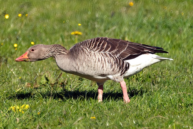 Free Goose Bird photo and picture
