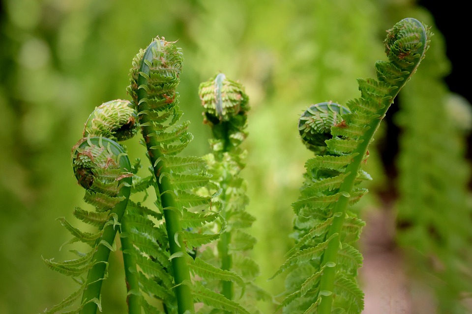 Fern Green Spring New - Free photo on Pixabay