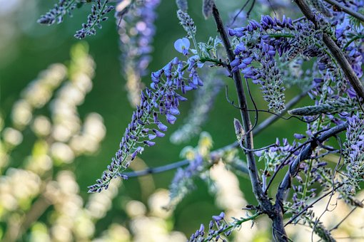 Blauregen, Blume, Lila, Garten, Frühling