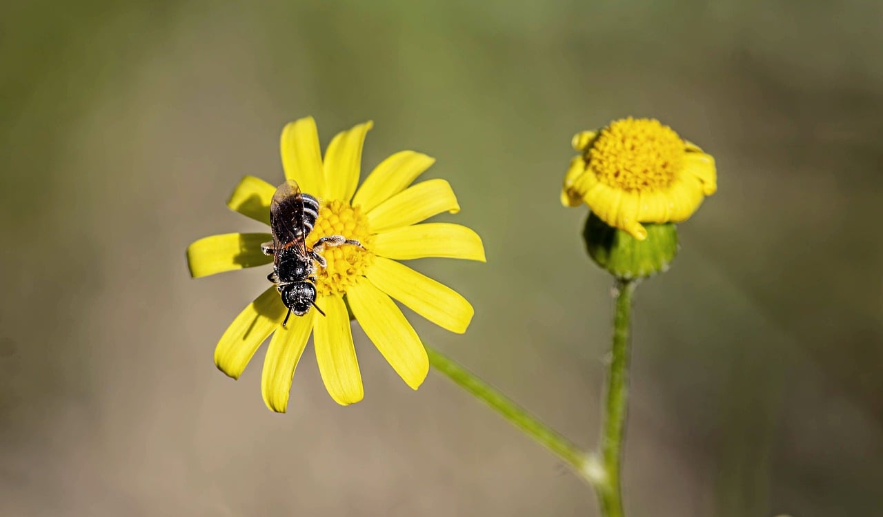 Bee Flower Pollination - Free photo on Pixabay