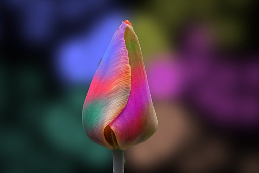 Tulpe, Bunte Blume, Regenbogenfarben