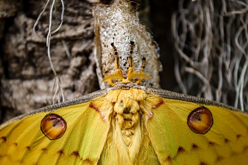 Schmetterling, Gelb, Puppe, Detail
