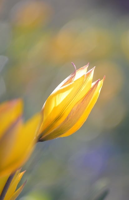Download free HD stock image of Wild Tulips Spring Flower Free Wild Tulips Spring Flower photo and picture