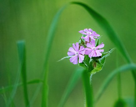 Free Wildflower Campion photo and picture