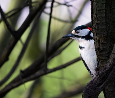 Free Woodpecker Bird photo and picture