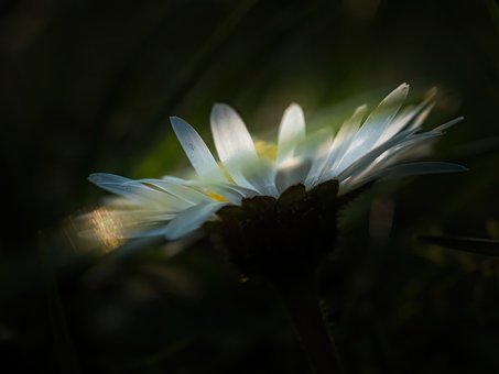 Free Daisy Nature photo and picture