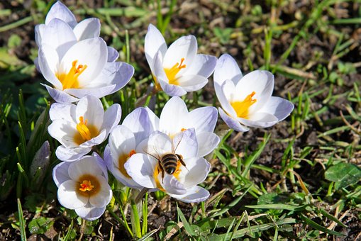 Krokus, Vår, Bie, Blomster, Hvit