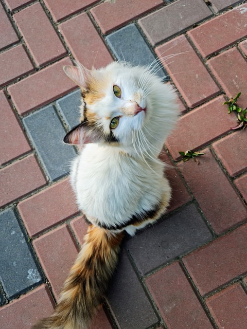 Katt, Belegg, Søt, Kjæledyr, Øre, Farge