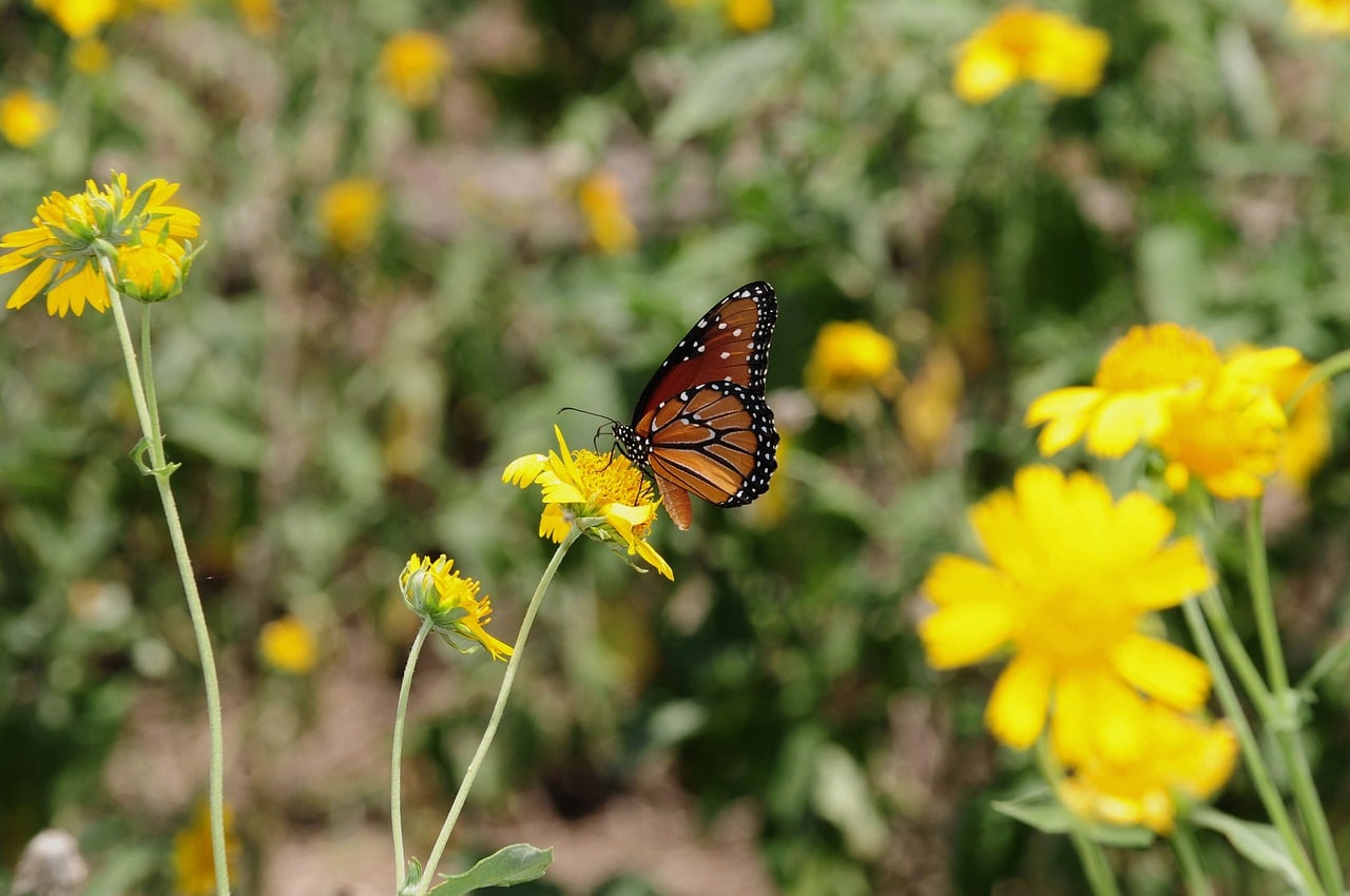 Butterfly - free online jigsaw puzzle photo