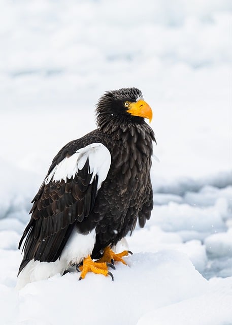Download free HD stock image of Eagle Drift Ice Free Eagle Drift Ice photo and picture