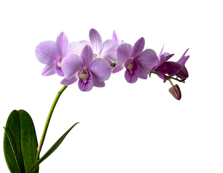 Free Orchid Pink illustration and picture