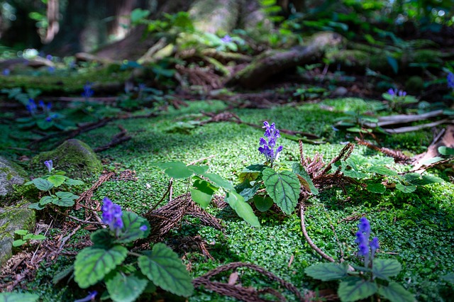 Free Moss Purple photo and picture
