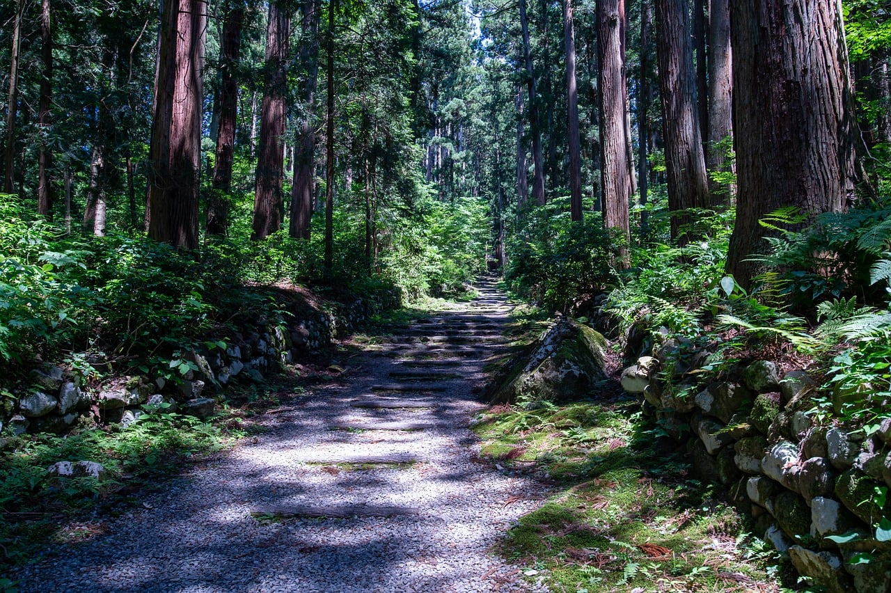 Download free HD stock image of Path Forest Free Path Forest photo and picture