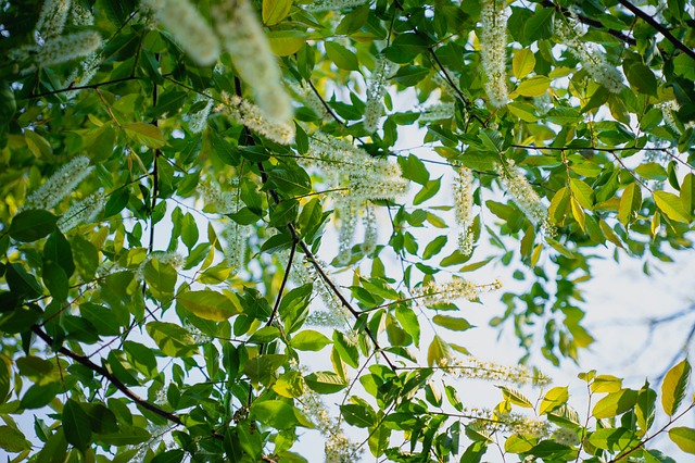 Free Nature Tree photo and picture