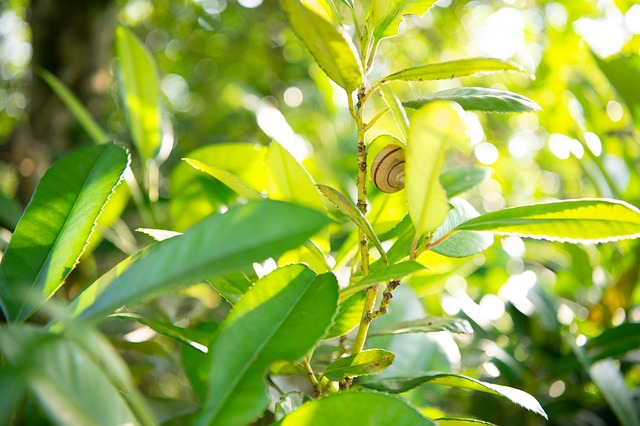Free Nature Leaves photo and picture