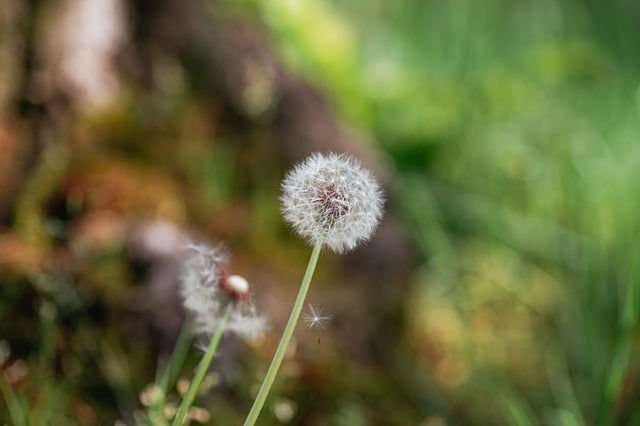 Free Dandelion Nature photo and picture