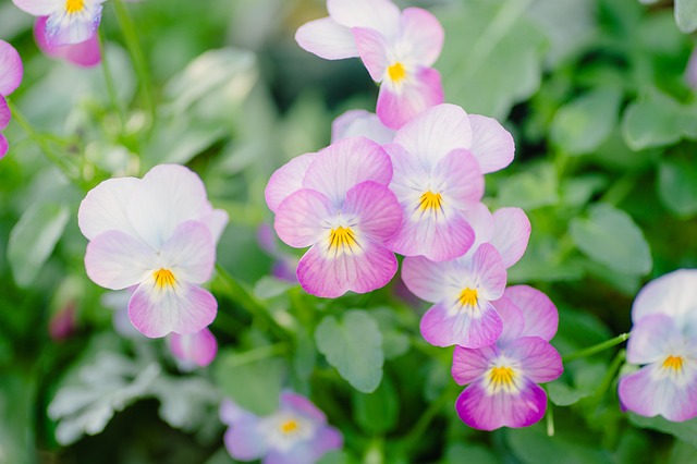 Free Flowers Spring photo and picture