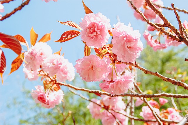 Free Cherry Blossom Pink Flowers photo and picture
