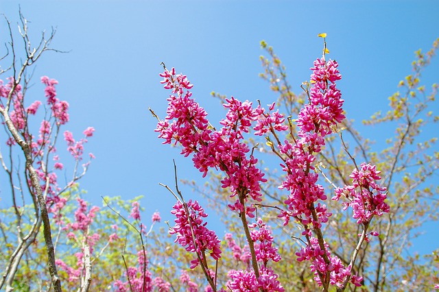 Free Spring Flower photo and picture