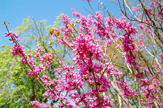 Free Flowers Pink Blooms photo and picture