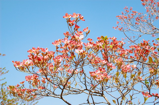 Free Spring Pink Flowers photo and picture
