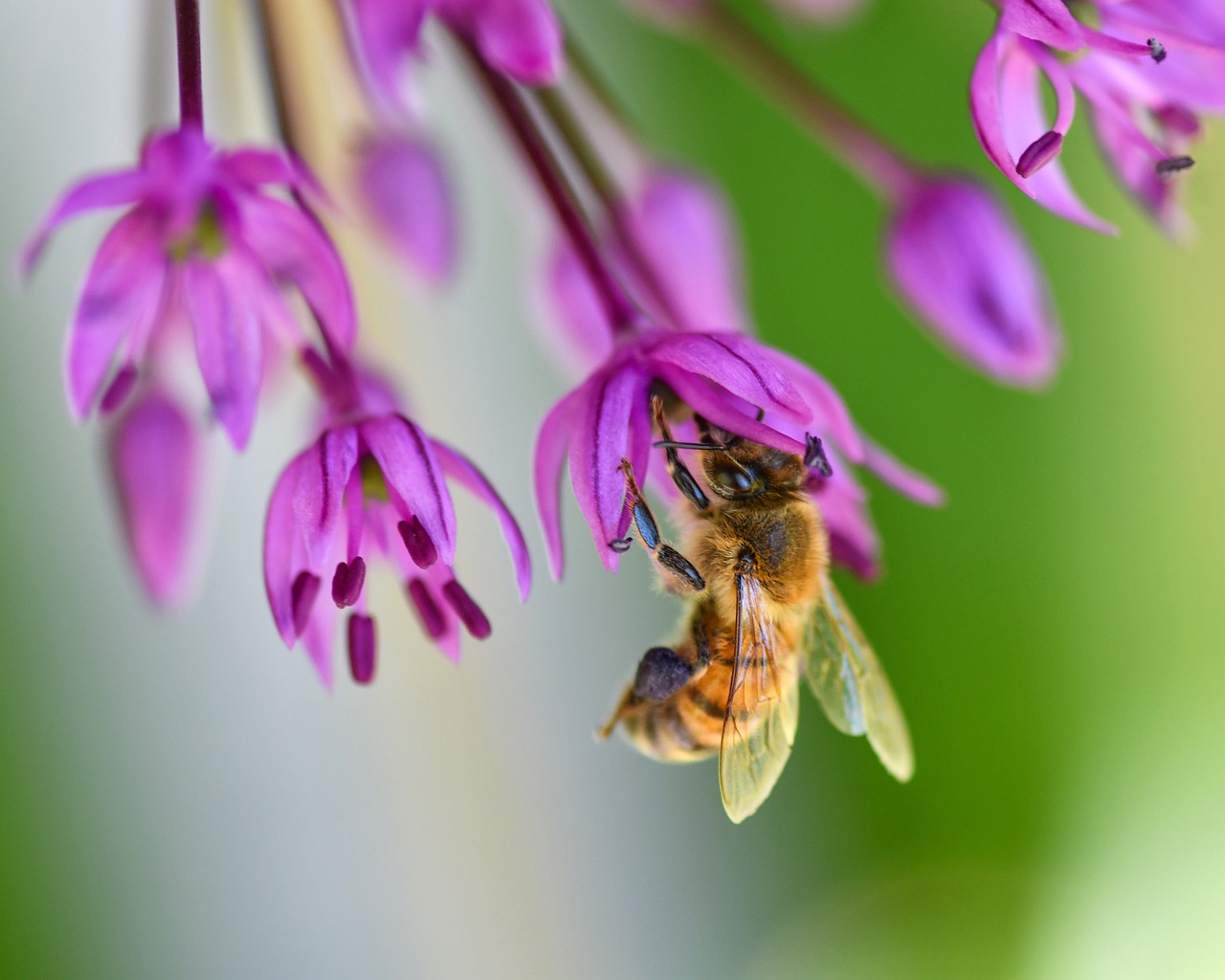 Bee Flower Pollination - Free photo on Pixabay