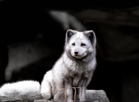 Polarfuchs, Weiß, Tierwelt, Winter