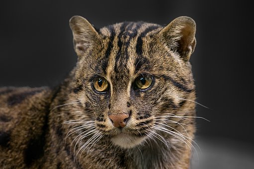 Katze, Wildkatze, Natur, Schwarz, Braun