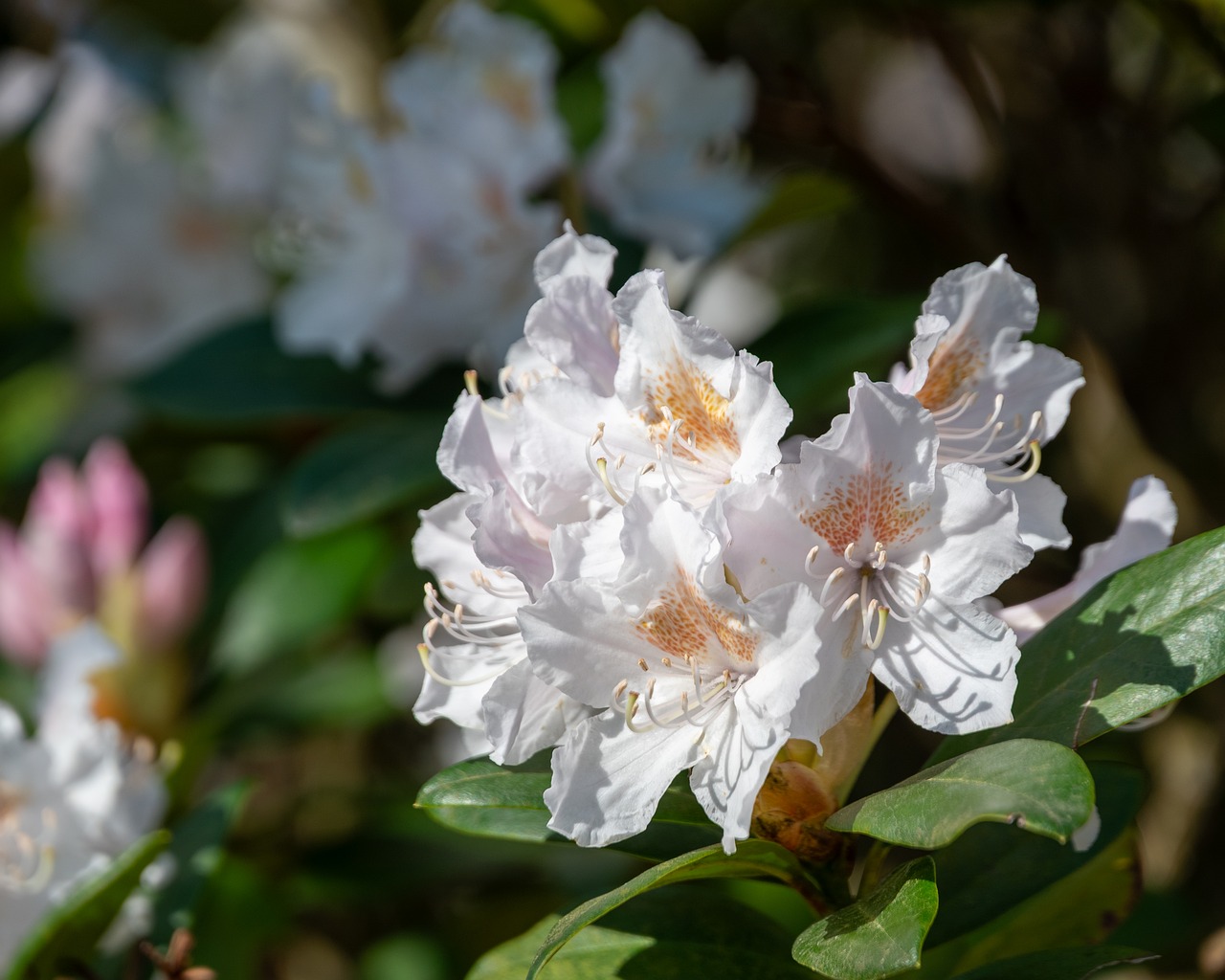 Rhododendron Spring White Blossoms - Free photo on Pixabay