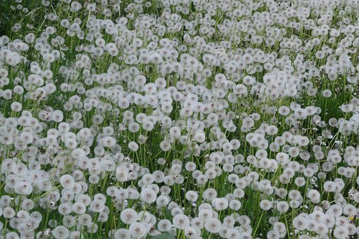 Mælkebøtte, Natur, Blomst, Frø, Hvid