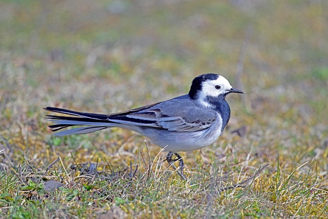 Free Wagtail Bird photo and picture