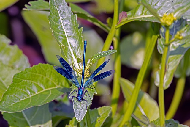 Free Dragonfly Insect photo and picture