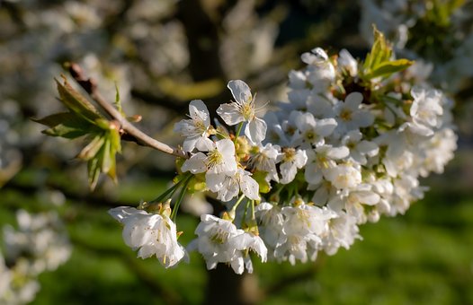 Flor De Cerejeira, Natureza, Primavera