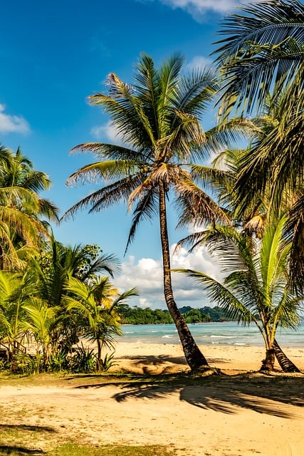 Palmera, Árbol, Naturaleza, Playa, Arena